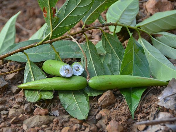 Khasi Swallow-Root
